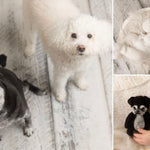 Small Felted Dog Toy for Photography, Custom Pet Figure, Felted Animals Toy,Felt Stuffed Dog, Puppy First Birthday,Newborn photography props