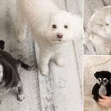 Small Felted Dog Toy for Photography, Custom Pet Figure, Felted Animals Toy,Felt Stuffed Dog, Puppy First Birthday,Newborn photography props
